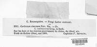 Peniophora cinerea image